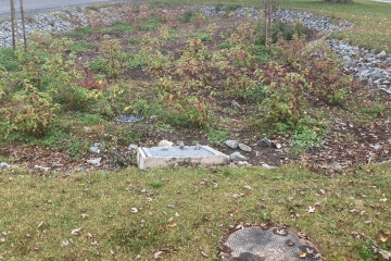 A rain garden on Prince Albert Rd