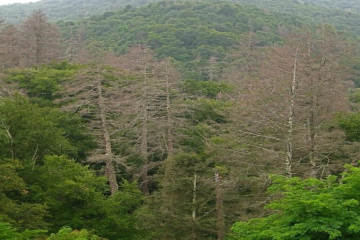 Aerial photo of dead trees following an HWA infestation