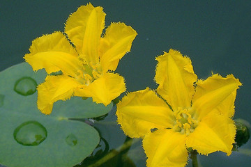 Image of yellow floating heart