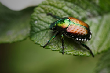 Japanese beetle on a leaf