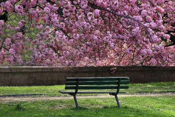 A picture of a park bench in the foreground overlooking a blossoming spring tree in the background.