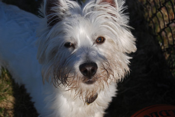 Westie looking at the camera