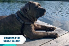 A Pitbull Mix dog lays on the dock of a lake on a sunny day. The water is very blue and calm. 