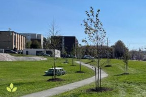 trees planted along a walking path with buildings in the background
