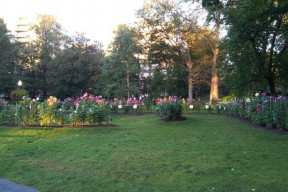 Dahlias in the Halifax Public Gardens