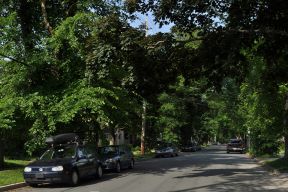 A tree-lined street in Halifax in the summer