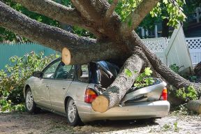 tree over car after hurricane juan