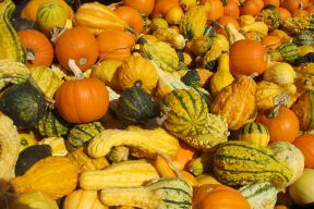 Colourful gourds