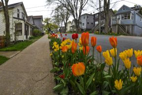 Red and yellow tulips line Tulip Street in Dartmouth