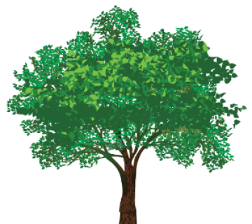American Elm Tree (Ulmus americana or wigpi)