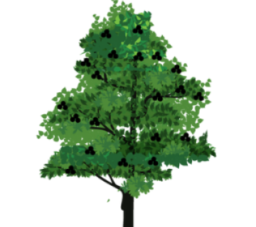 Black Cherry Tree (Prunus serotina or Waqwonuminokse)