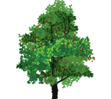 Canadian Serviceberry Tree (Amalanchier canadensis or Glamuejmnaqsi)
