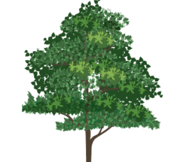 Kentucky Coffee Tree (Gymnocladus dioicus)