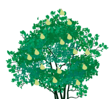 Pear Tree (Pyrus spp.)