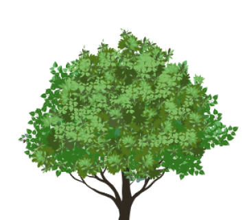 Red Maple Tree (Acer rubrum or Malsnawei)