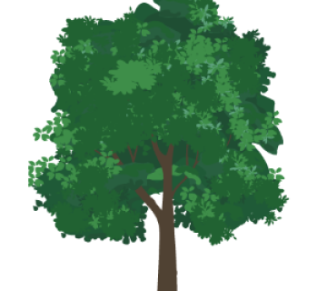 Red Oak Tree (Quercus rubra or Mimkwonmooseel)