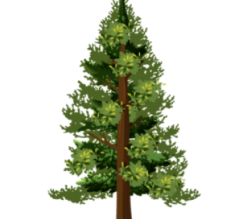 Red Spruce Tree (Picea rubens or Mekwe’k kawatkw)
