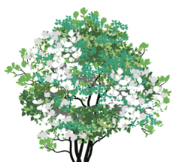 Star Magnolia Tree (Magnolia stellata)
