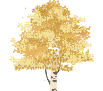 Yellow Birch Tree (Betula alleghaniensis or Mnnoqon)